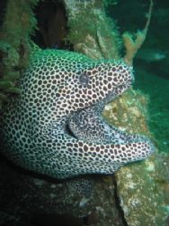 "Fred". a black-spotted moray who lives in the Enterprise... by Peter Fields 